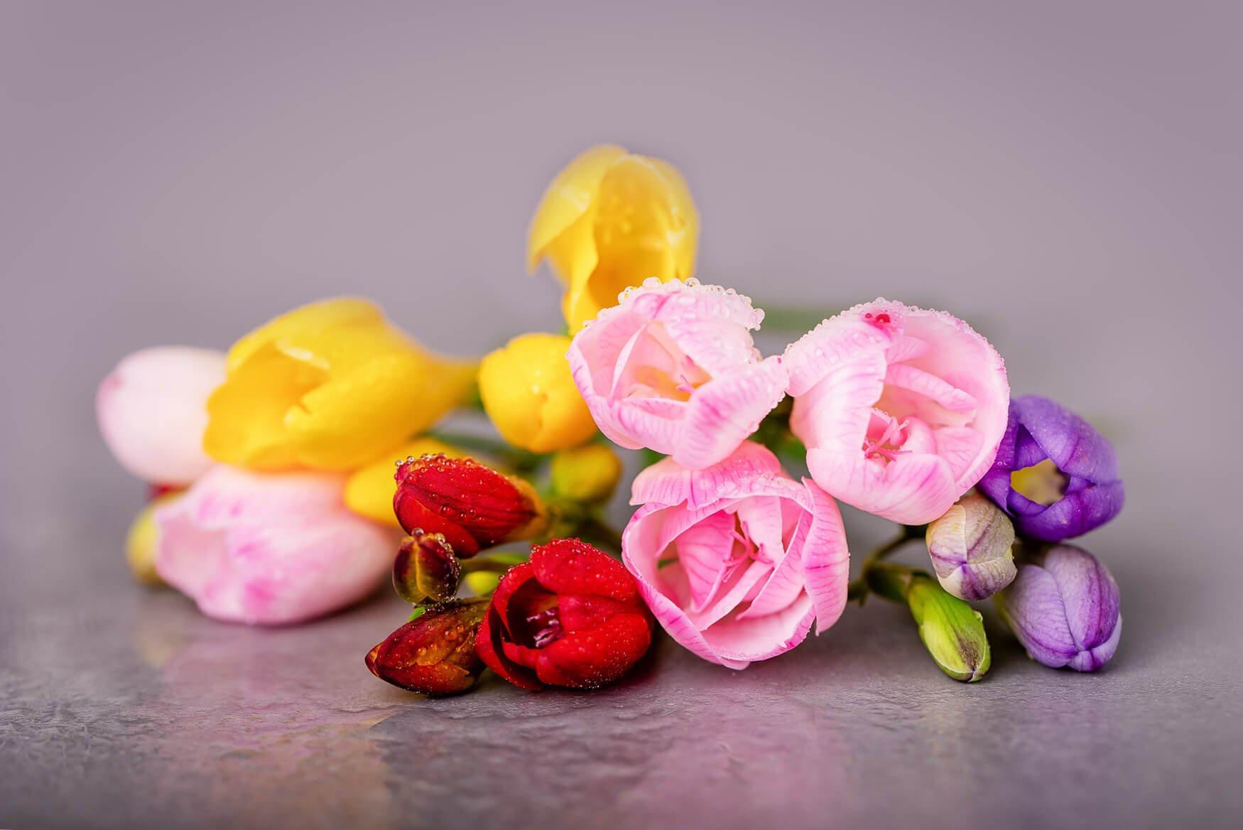Freesia Flower Meaning and Facts Flying Flowers